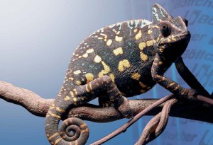 Bottcher's award-winning Chameleon rollers